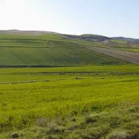 زمین کشاورزی برای کشت نخود