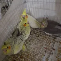 جوجه عروس هلندی