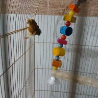 قناری|پرنده|تربت جام, جامی|دیوار