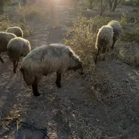 ۳۸ راس شیشک همه ابستن|حیوانات مزرعه|تاکستان, |دیوار