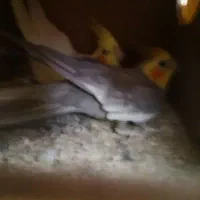 عروس هلندی جفت کار داده|پرنده|اهرم, |دیوار