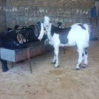 نر بز افغانی پاتر گلابی