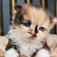 پرشین و بریتیش
