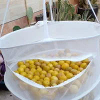 توری میوه و سبزی خشک کن|ظروف نگهدارنده، پلاستیکی، یکبارمصرف|شیراز, شهرک قمشه|دیوار