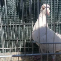 کبوتر دورگ|پرنده|فولادشهر, سایت صنعتی کاوه|دیوار