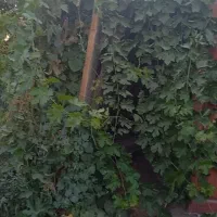 باغ  درختان میوه و زمین کشاورزی|فروش زمین و ملک کلنگی|باغستان, |دیوار