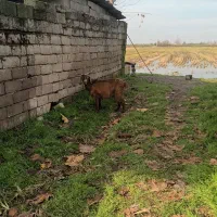 بز بزغاله پاکستانی ماده|حیوانات مزرعه|دابودشت, |دیوار