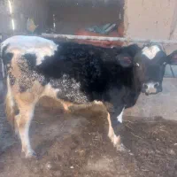 جوانه.گوساله.نر