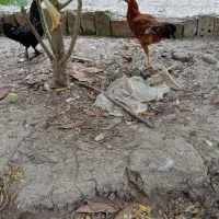 غاز و خروس|حیوانات مزرعه|گرگان, |دیوار