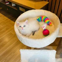 گربه خاص چشم آبی بلوپوینت|گربه|چالوس, |دیوار