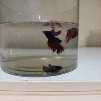 ماهی فایتر هافمون نروماده|ماهی|تهران, افسریه شمالی|دیوار