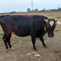 یک عدد گاو دوساله نر هلشتاین و یک گاو دوساله دورگ|حیوانات مزرعه|رضوانشهر, |دیوار