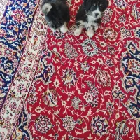 توله شیتزو پشمالو