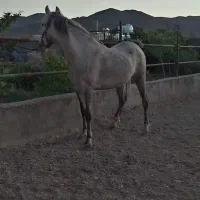 خرید وفروش اسب