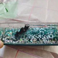 کشتی دکوری ک غرق نمیشه نو نو|صنایع دستی و سایر لوازم تزئینی|بهبهان, |دیوار