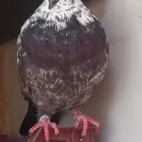 کفتر جوجه کشی.عالی|پرنده|گرمسار, |دیوار