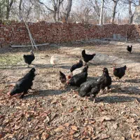 مرغ مرندی|حیوانات مزرعه|آذرشهر, |دیوار