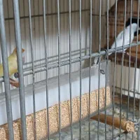 فنج گلدین|پرنده|چهارباغ, |دیوار