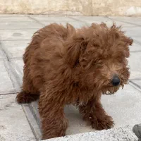 پودل ماده رد