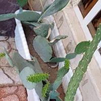 گل و کاکتوس