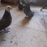 یک جفت کفتر|پرنده|ملایر, |دیوار