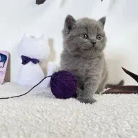 گربه بریتیش بلو