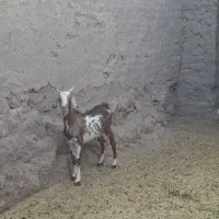 کره نر دورگ صلاله