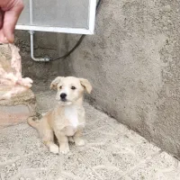 واگذاری دوتولوله نر