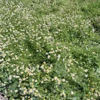 زمین 1200 متری