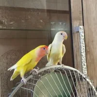 طوطی برزیلی مولد خوشرنگ (کارداده تضمینی)|پرنده|تهران, اتابک|دیوار