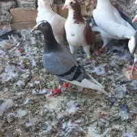 کفتر
