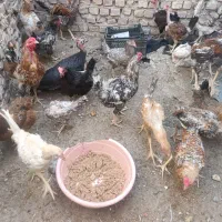 مرغ و جوجه محلی زیر مرغی|حیوانات مزرعه|زابل, |دیوار