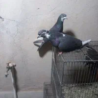 کفتر|پرنده|صفادشت, |دیوار