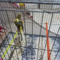 قناری رسنی بلند|پرنده|کهریزک, |دیوار