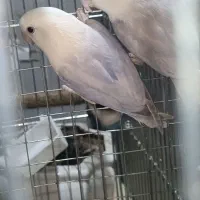 طوطی برزیلی