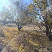 دوقطعه زمین و باغ در دهنو (معاوضه با ماشین)|فروش زمین و ملک کلنگی|پاریز, |دیوار