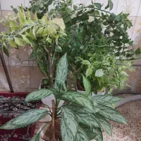 سه عدد تا گلدان گل بسیار شاداب