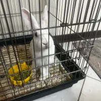 فروش یا معاوضه خرگوش با مرغ عشق|موش و خرگوش|کرج, کرج نو|دیوار