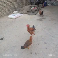 مرغ و خروس لاری