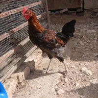 خروس جوجه خروس