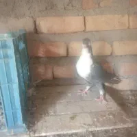 یک جفت  نر کفتر ساده سیا