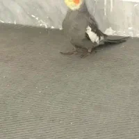 عروس هلندی نر بالغ