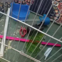 قفس|لوازم جانبی حیوانات|کرمان, |دیوار