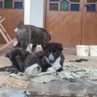 سگ قدرجونی توله|سگ|رشت, چمارسرا|دیوار