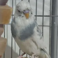 مرغ عشق انگلیسی و فنچ نرگسی تخمی|پرنده|زاهدان, |دیوار