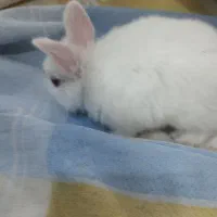 خرگوش مینیاتوری سفیدباهوش وبازیگوش|موش و خرگوش|کرمانشاه, |دیوار