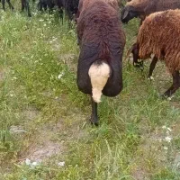 قوچ افشار کله عروس