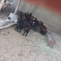 میش افشاری۲۰ جفت گوسفند بره بز بزغاله