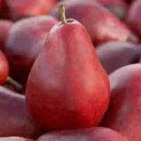 نهال گلابی ردانجو