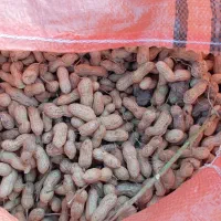 فروش بادام زمینی گلی درجه یک ق98ت|عمدهفروشی|اصلاندوز, |دیوار